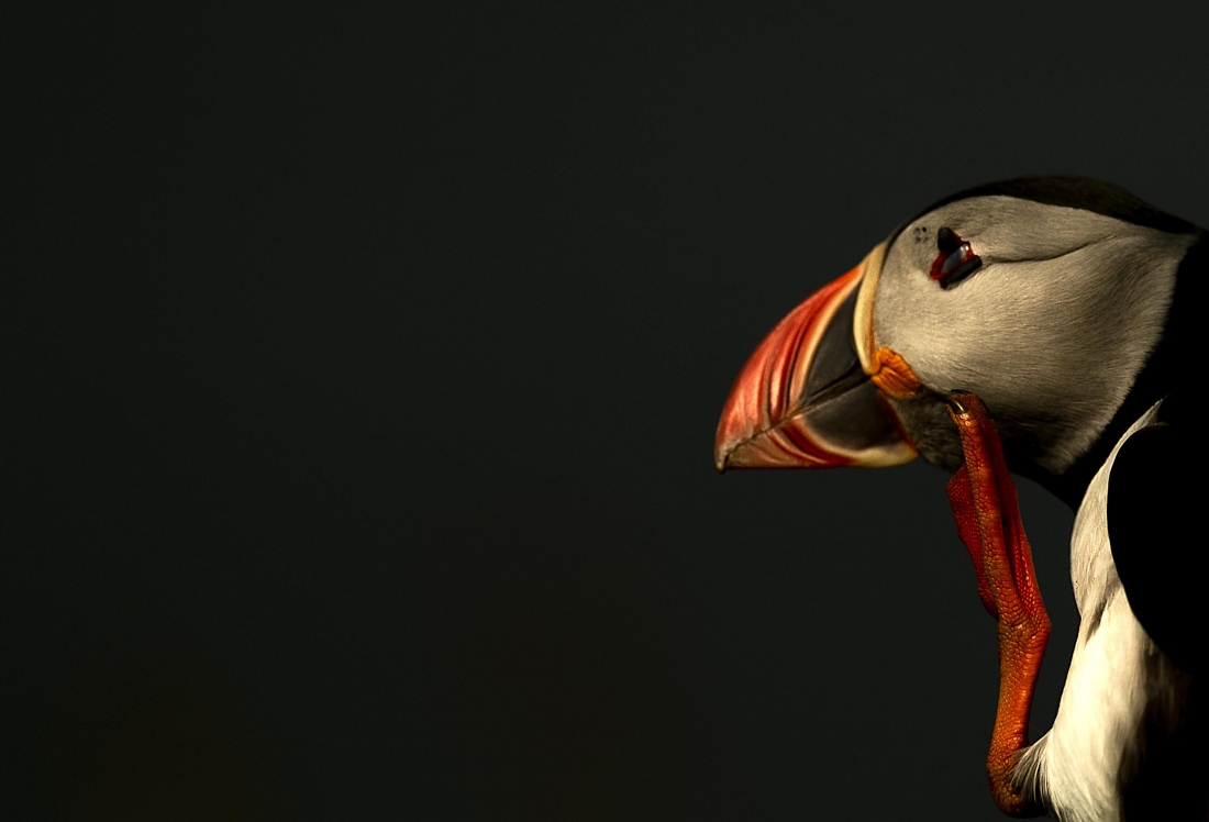 Puffin dream