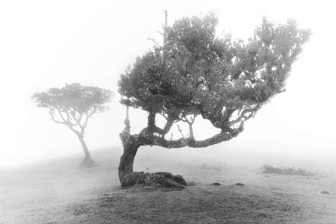 Behold the fog