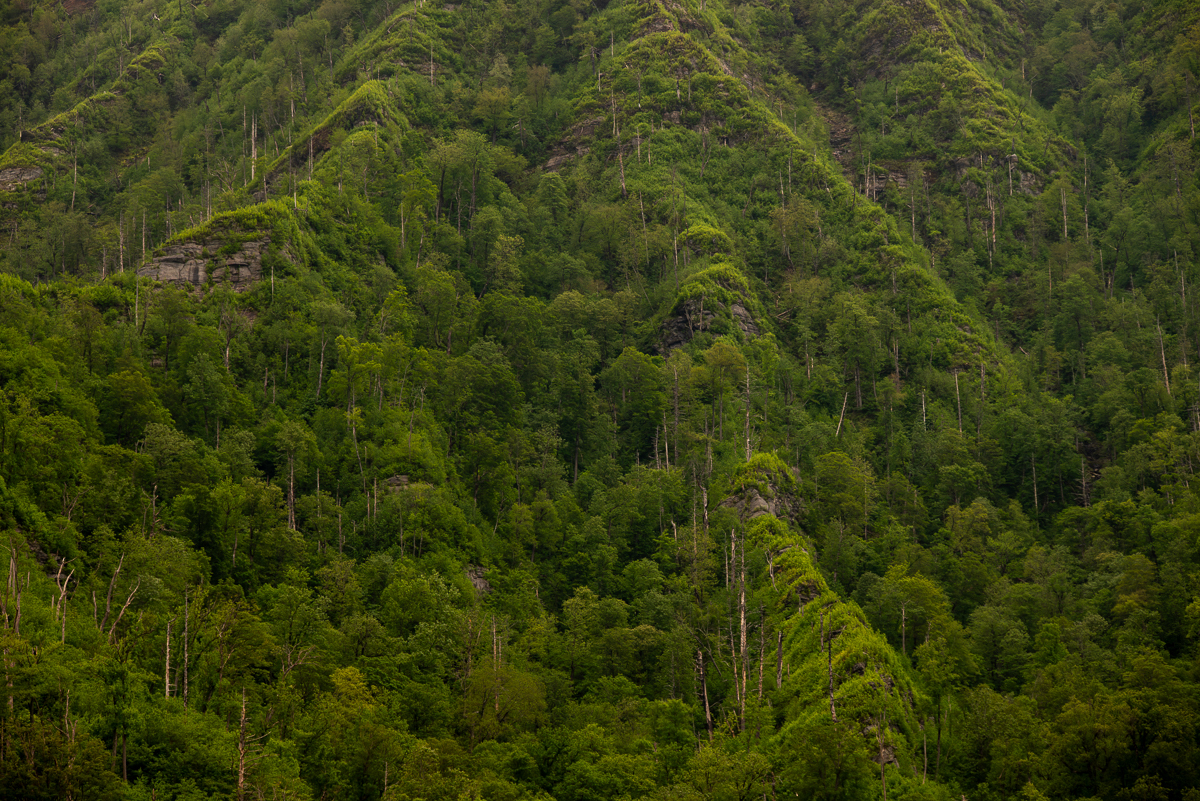 Ridge