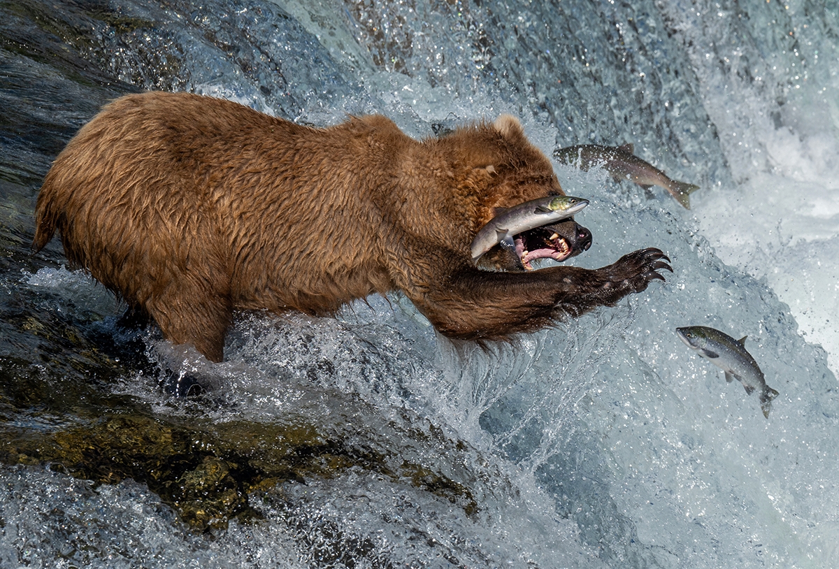 Salmon Surprise