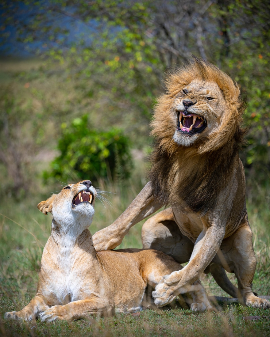 Mating Lions in their peak moment 