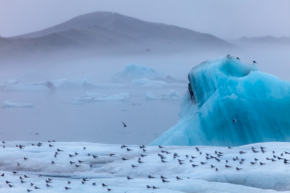 Birds in the land of ice. 