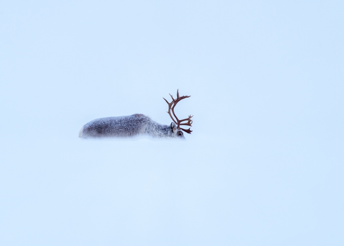Reindeer
