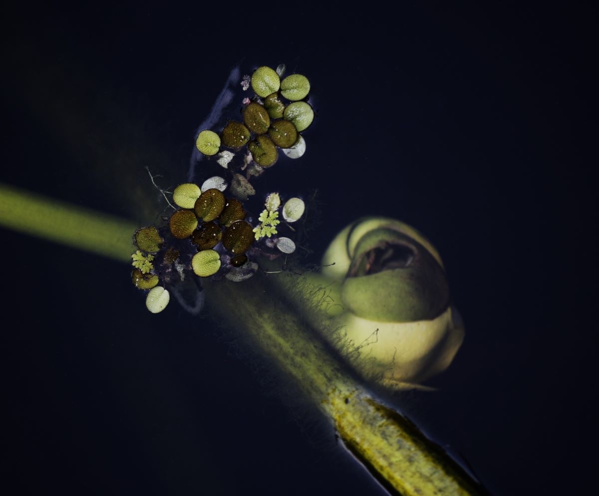 Wetland Beauty