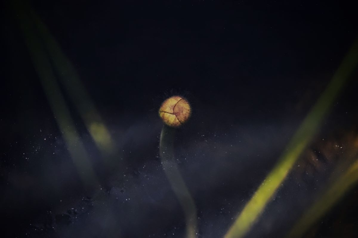 Wetland Beauty