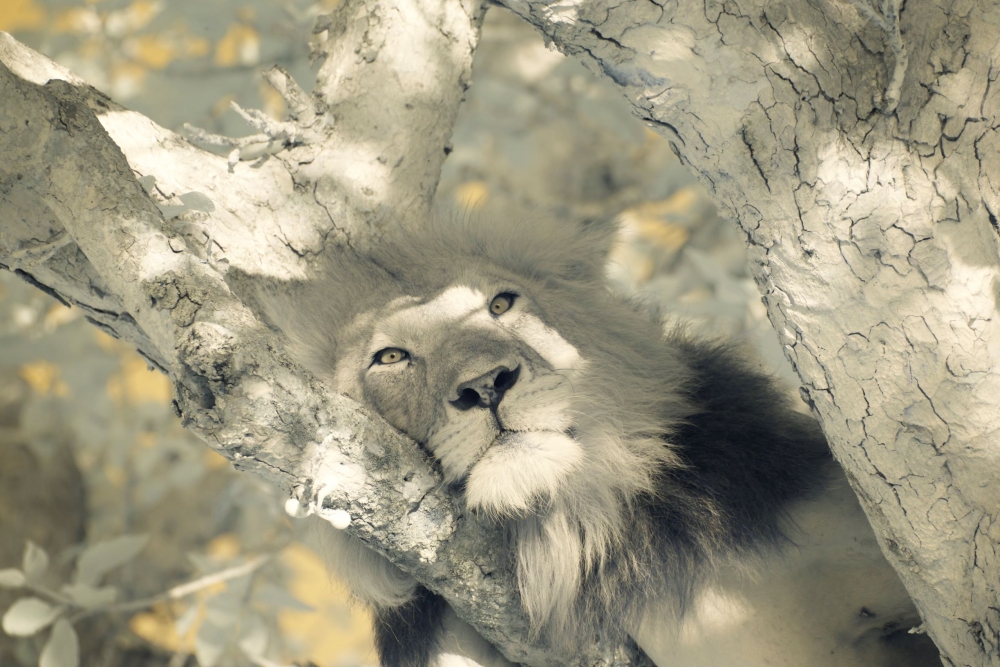 The dreamer