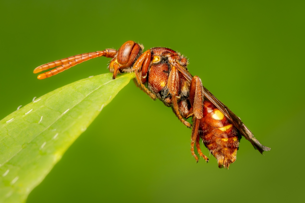 In the Garden's Hidden World: A Macrophotographic Journey into Insect Life