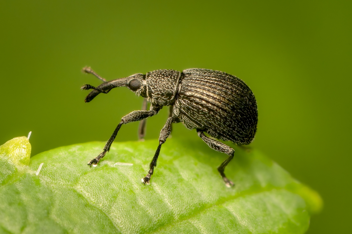 In the Garden's Hidden World: A Macrophotographic Journey into Insect Life