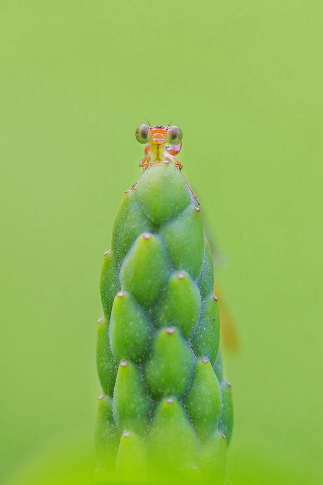 damsefly