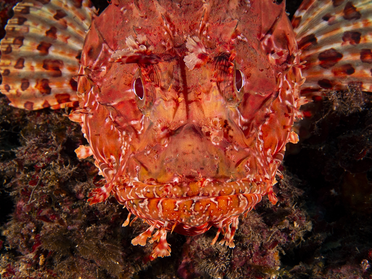 under water life