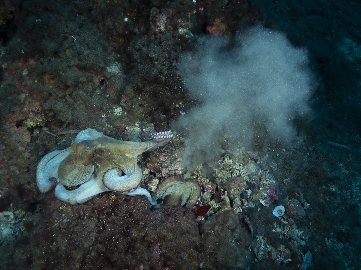 under water life
