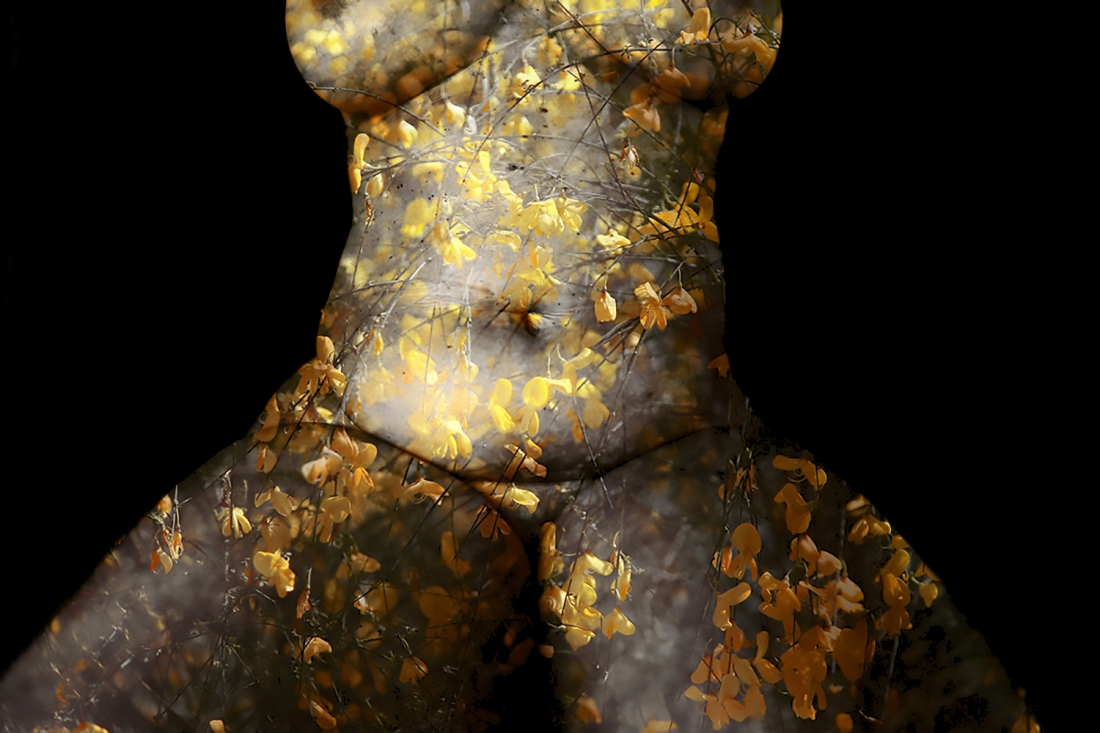 Corpus Naturae