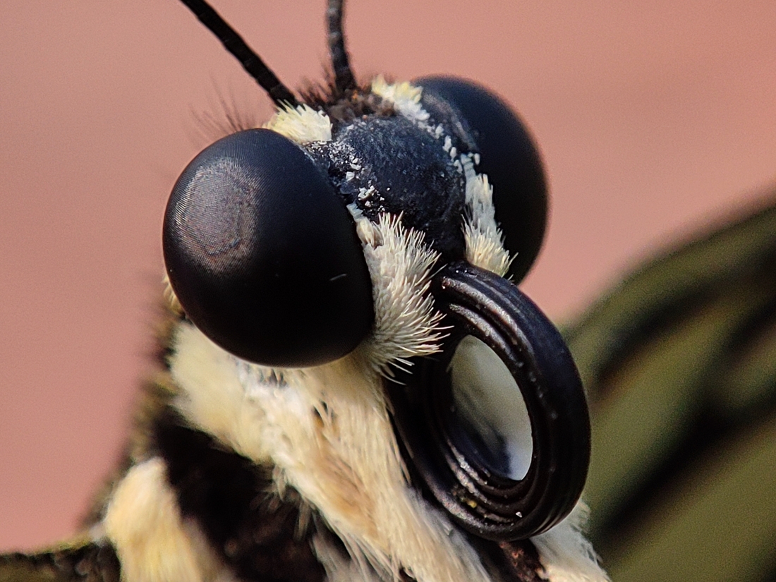 The charred-eye Butterfly