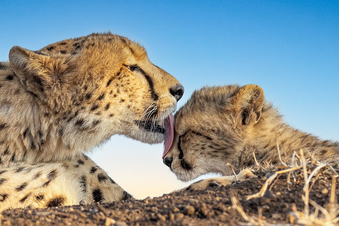 Nothing stronger than mother's love