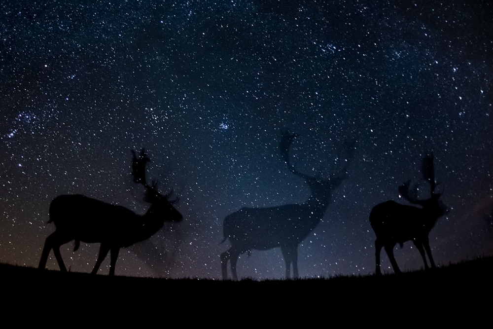 Dark Is The Night