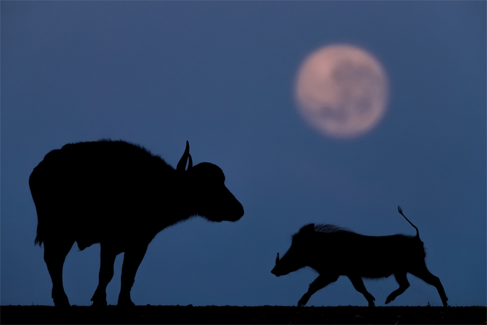 Dark Is The Night