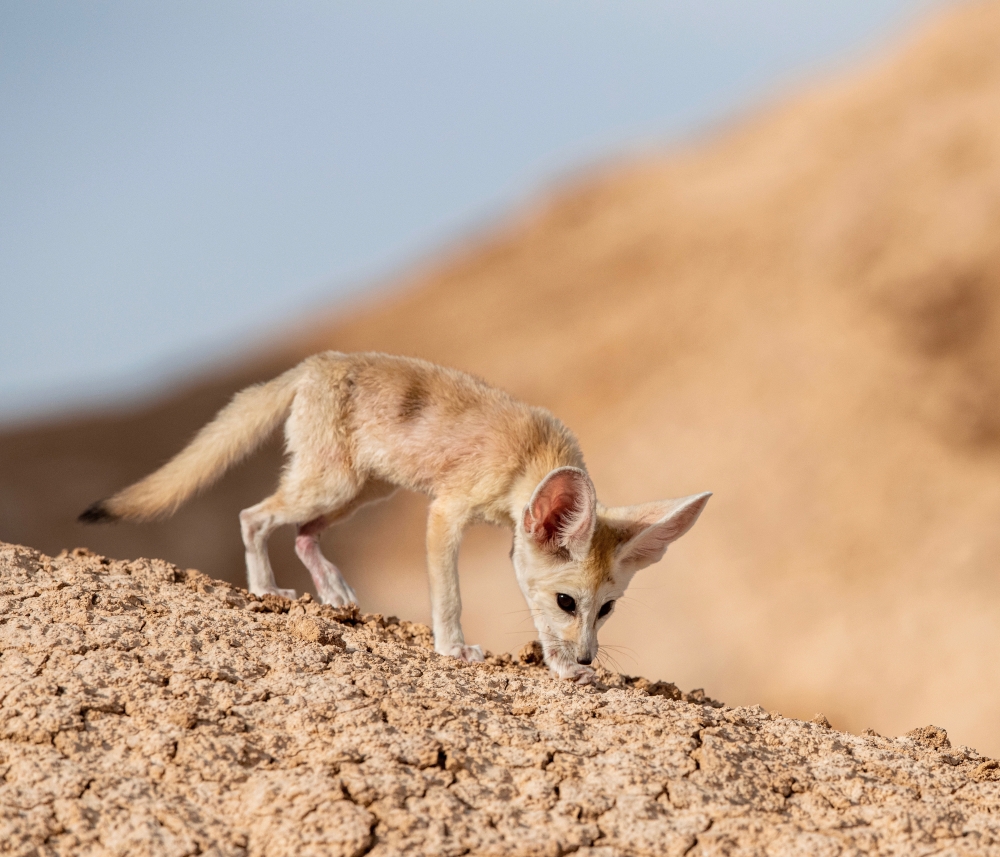 Footprints in the desert