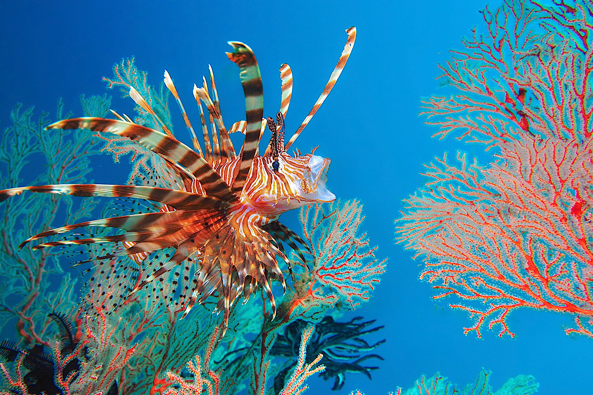 Lion Of The Banda sea