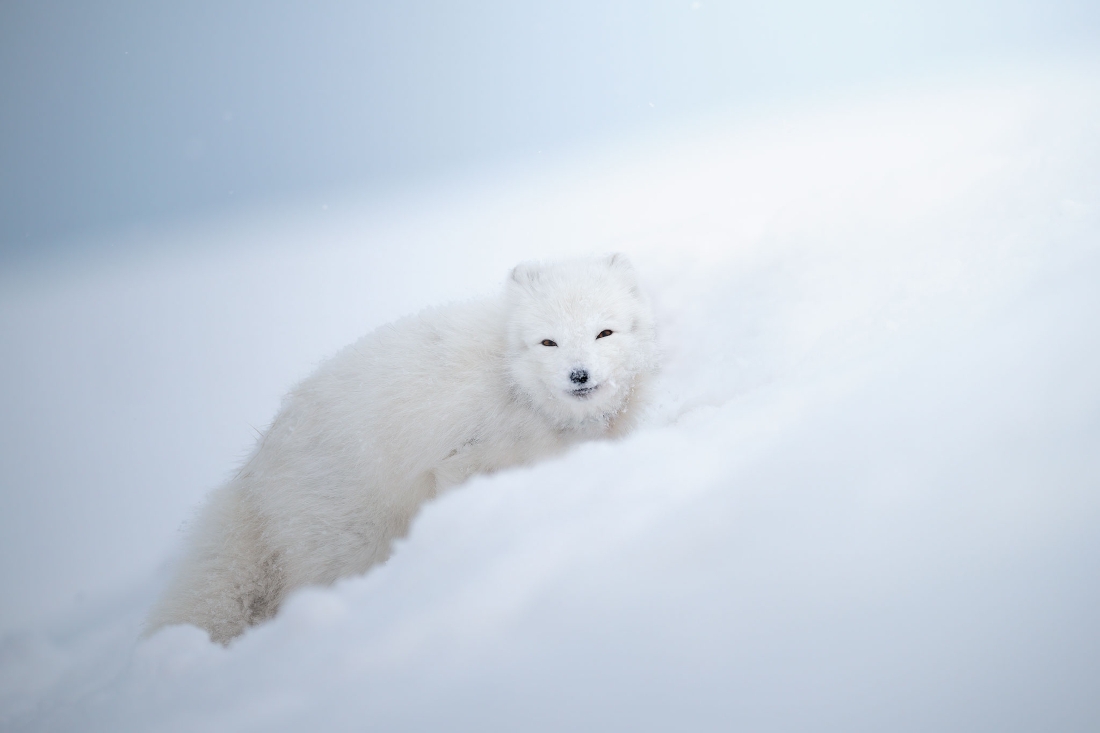 Footprints in the snow