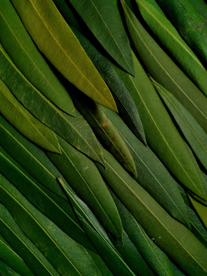 LEAVES