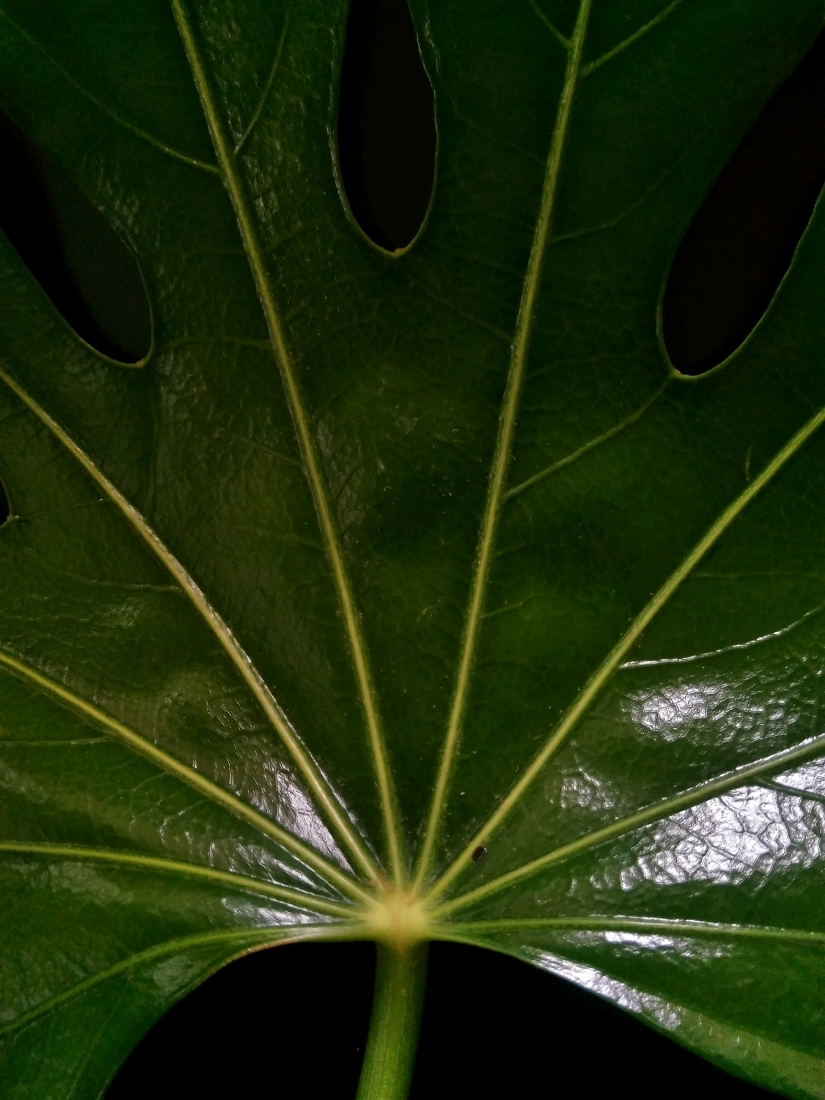 LEAVES