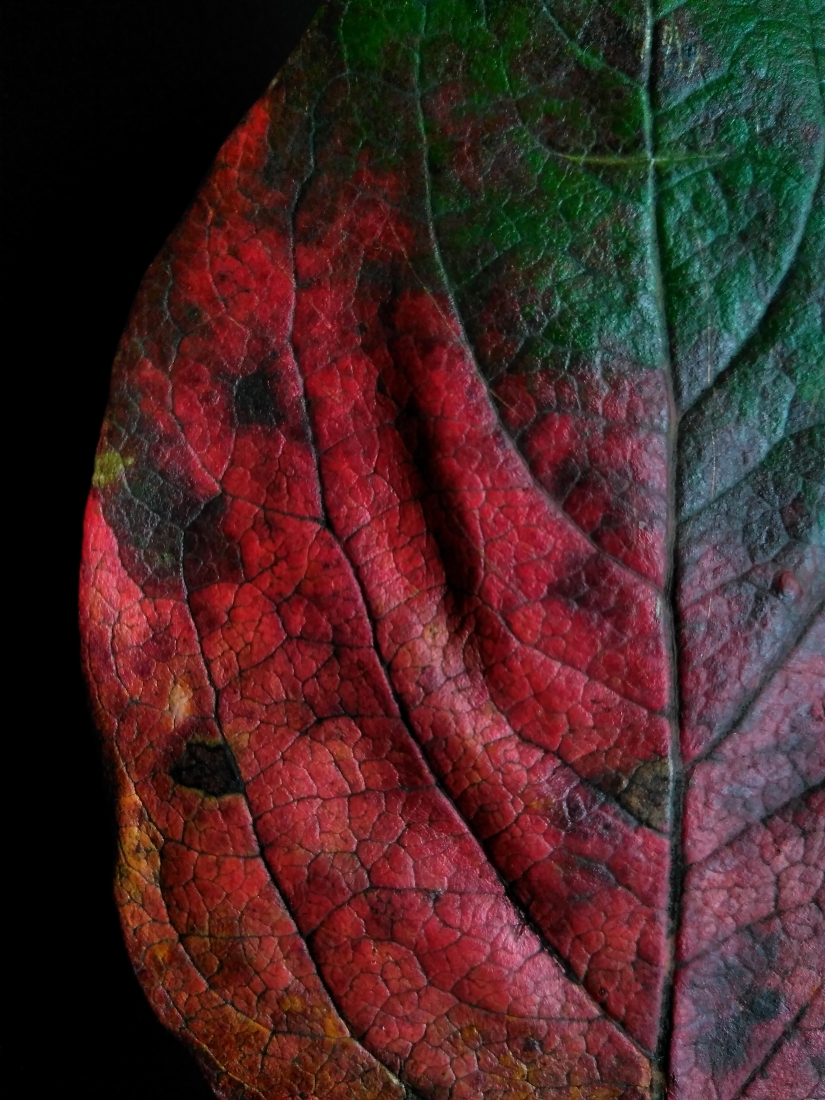 LEAVES