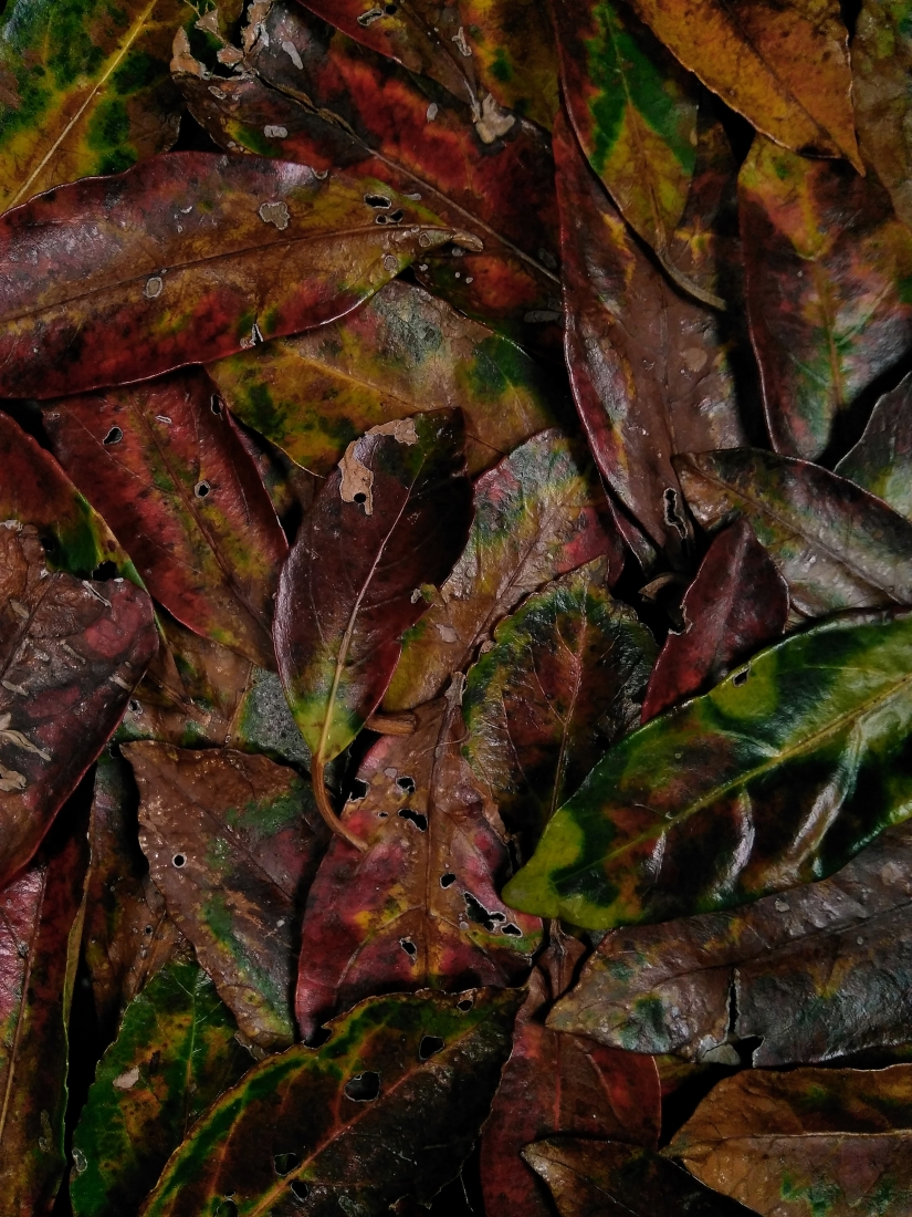 LEAVES