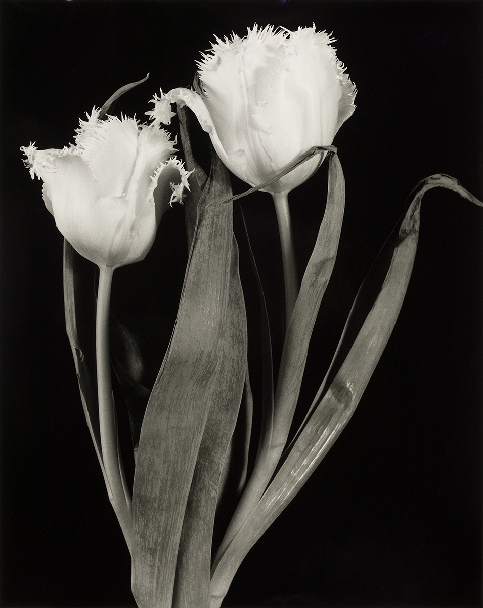 Floral Studies: Fringed Tulip