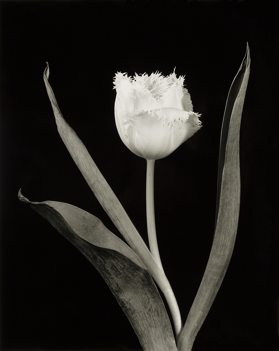 Floral Studies: Fringed Tulip
