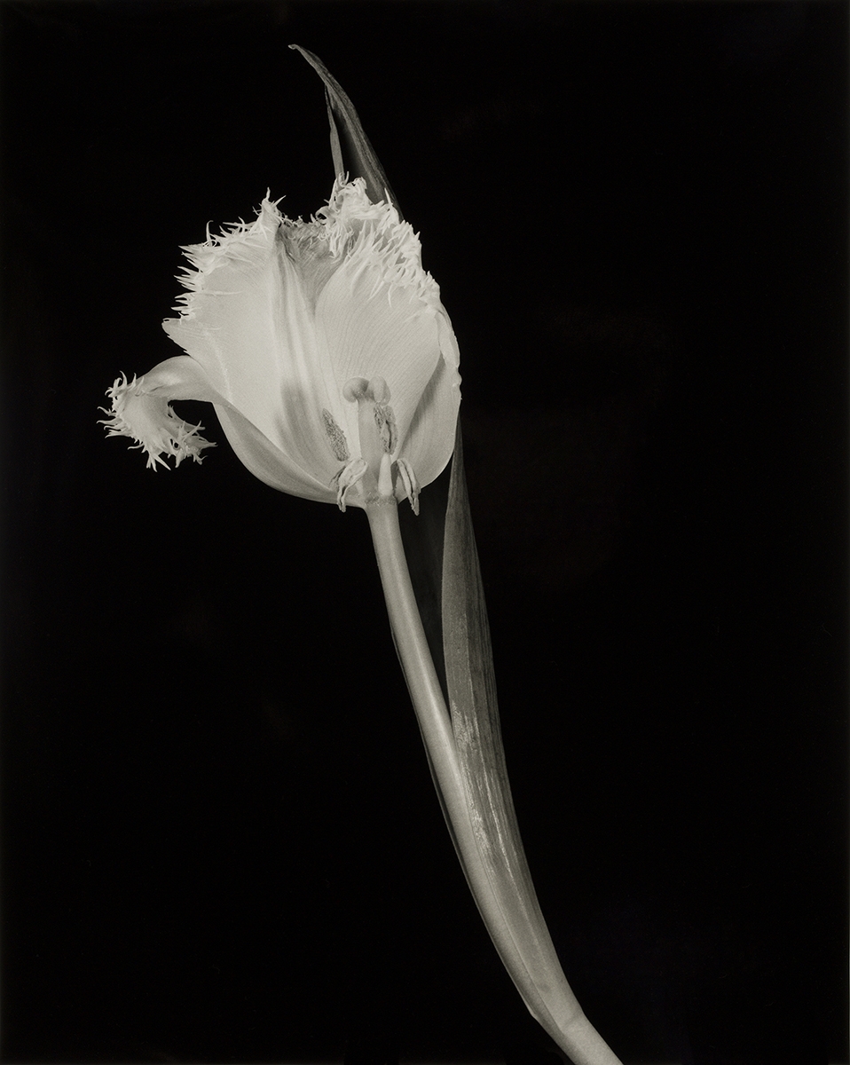 Floral Studies: Fringed Tulip
