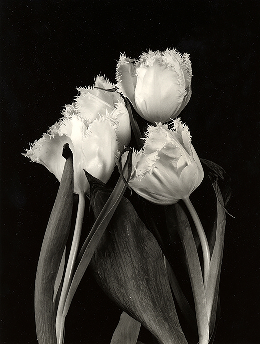 Floral Studies: Fringed Tulip