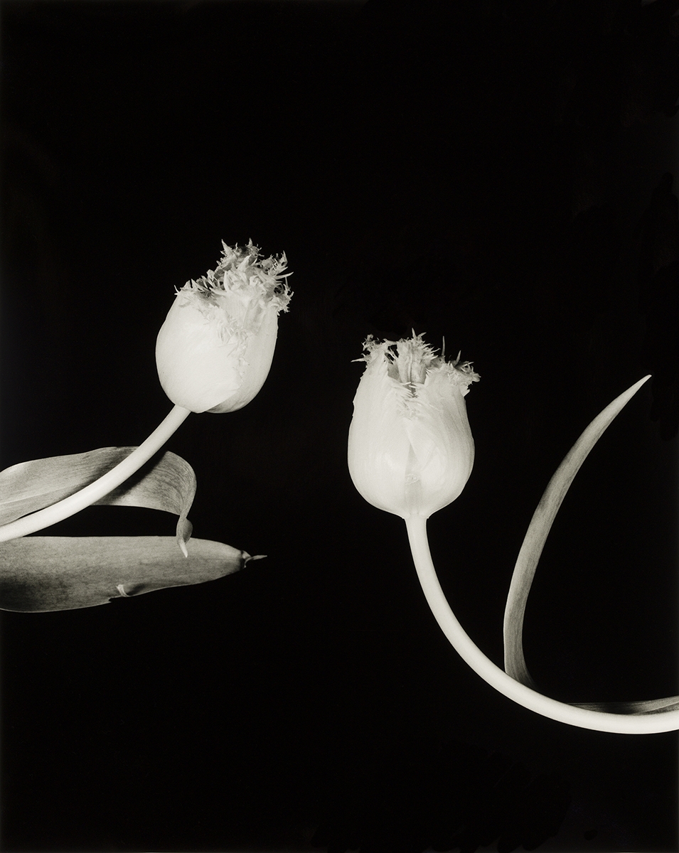Floral Studies: Fringed Tulip