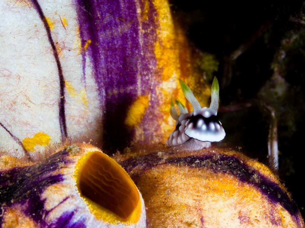 An ode to reef life