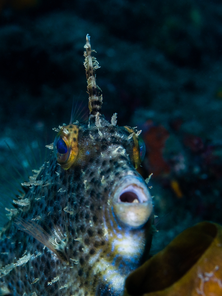 An ode to reef life