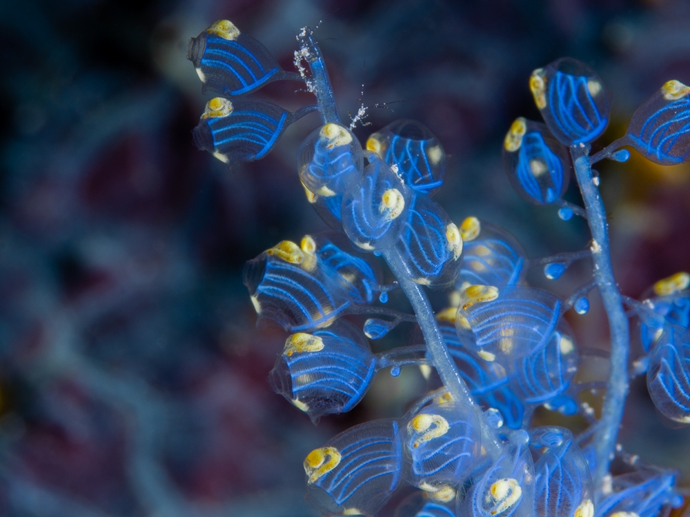 An ode to reef life