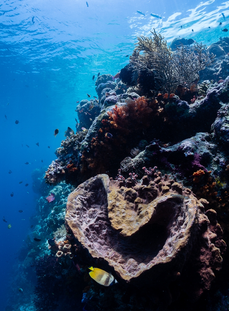 An ode to reef life