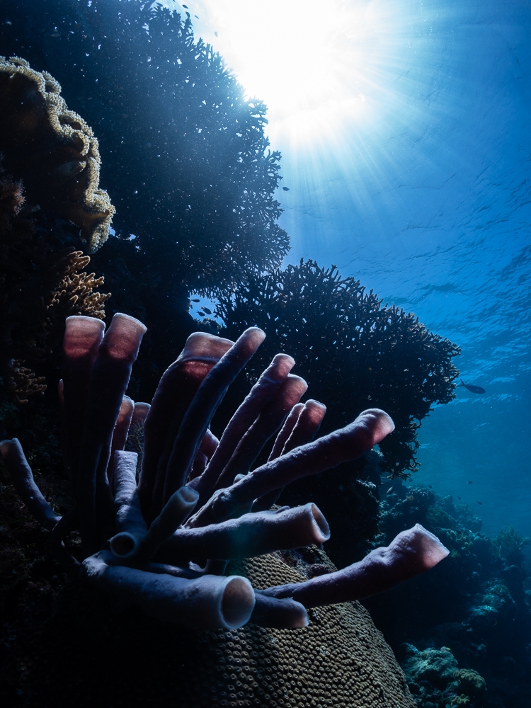 An ode to reef life