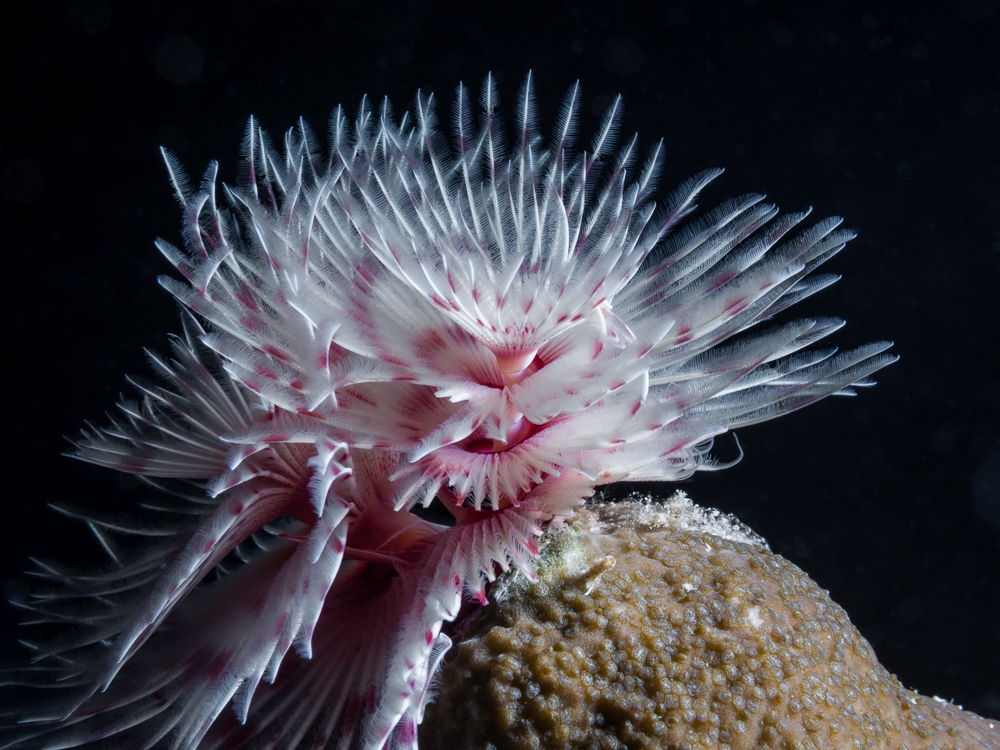 An ode to reef life