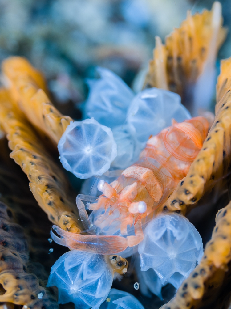 An ode to reef life