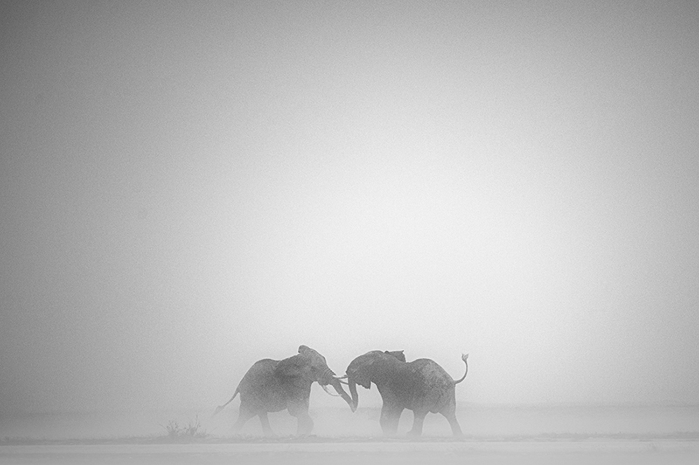 Elephants at Amboseli National Park - Play of dust & light