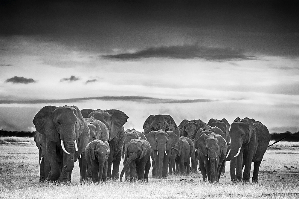 Elephants at Amboseli National Park - Play of dust & light