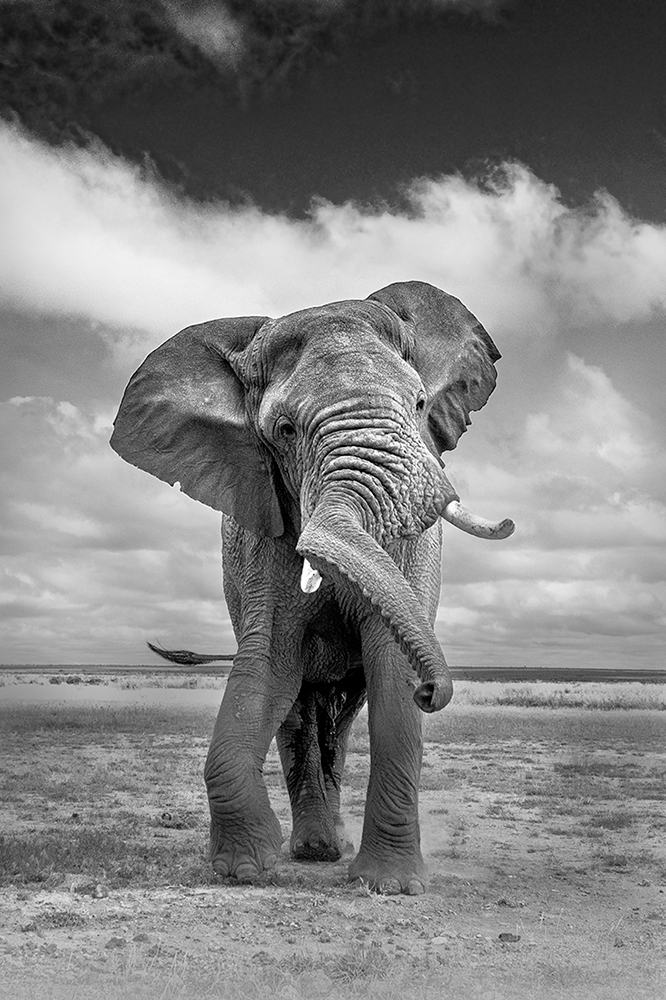 Elephants at Amboseli National Park - Play of dust & light