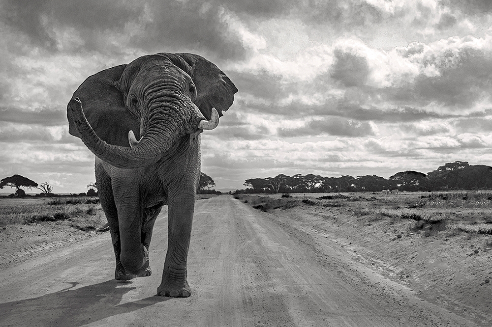 Elephants at Amboseli National Park - Play of dust & light