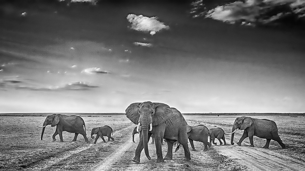 Elephants at Amboseli National Park - Play of dust & light
