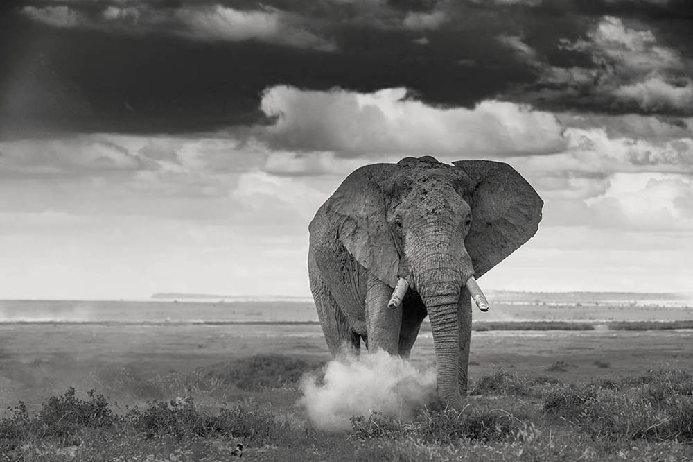 Elephants at Amboseli National Park - Play of dust & light