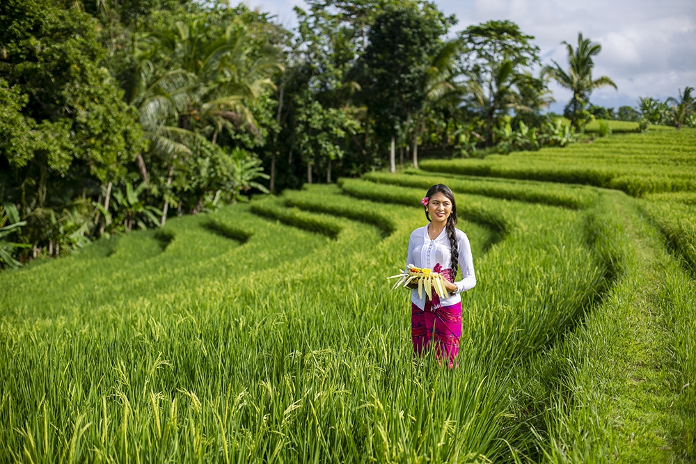 Balinese Girl in the rice field 