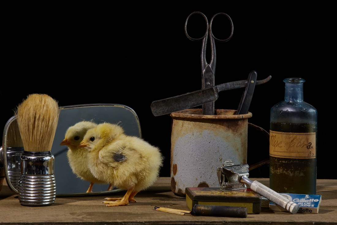 Live Still Life