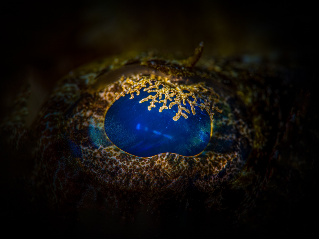 Searching for the truth in the fish eye