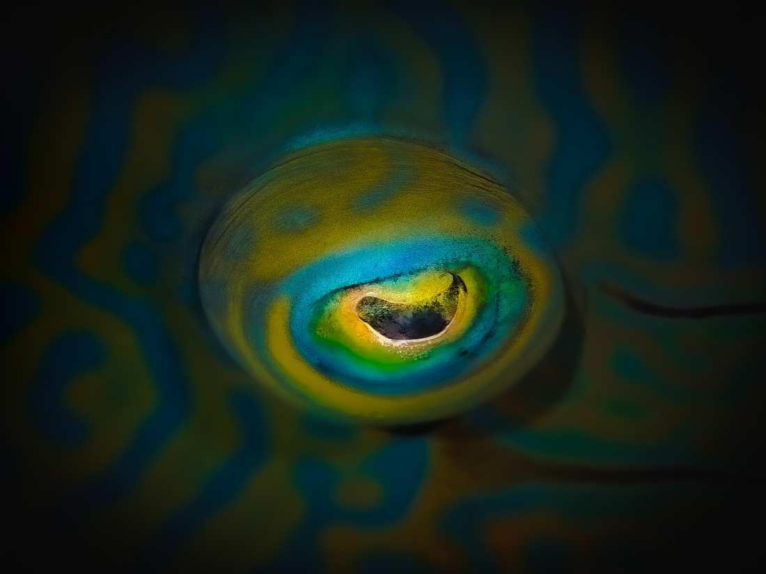 Searching for the truth in the fish eye