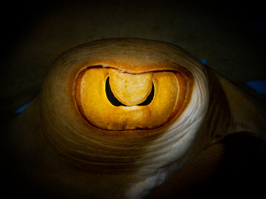 Searching for the truth in the fish eye